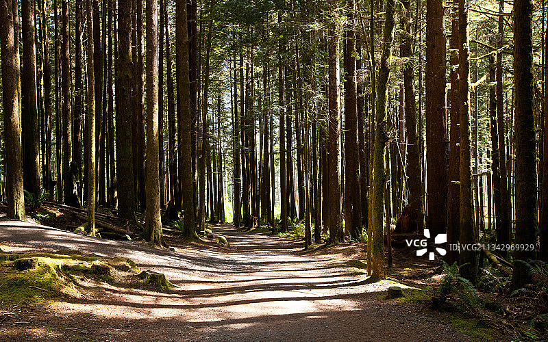 加拿大不列颠哥伦比亚省西海岸小径的森林树木景色图片素材