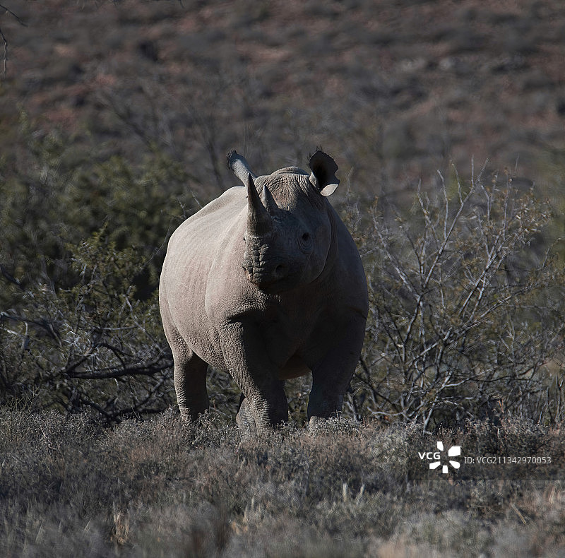 站在田野上的白色犀牛肖像图片素材