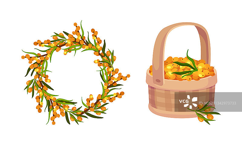沙棘果在柳条筐里图片素材