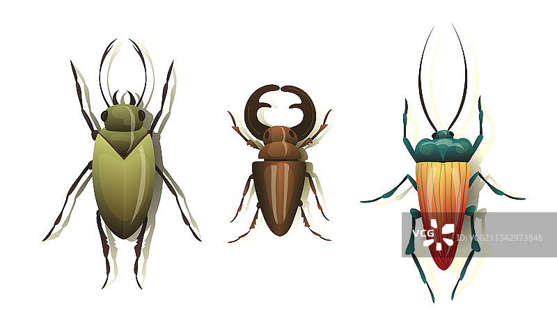 鞘翅目昆虫图片素材