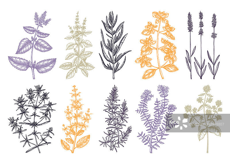 传统普罗旺斯香草合集图片素材