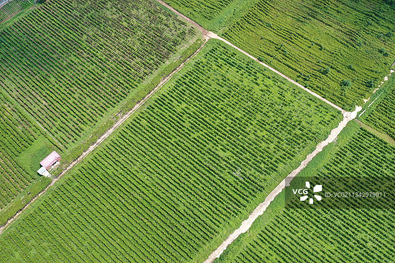 山东枣庄山亭区葡萄园图片素材