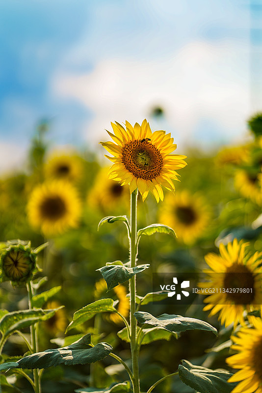 向日葵、白云、蓝天、花海、积极、阳光、向上、活力、朝气图片素材