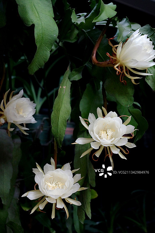 月下美人昙花一现图片素材