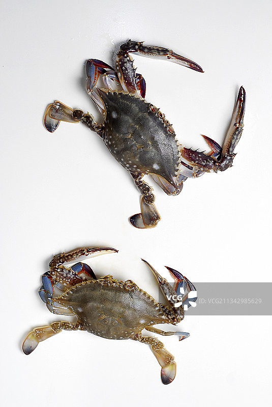 梭子蟹图片素材