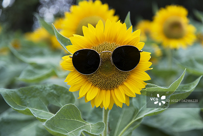 向日葵图片素材