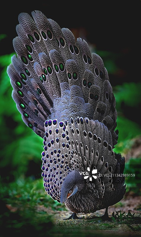 灰孔雀雉开屏～图片素材