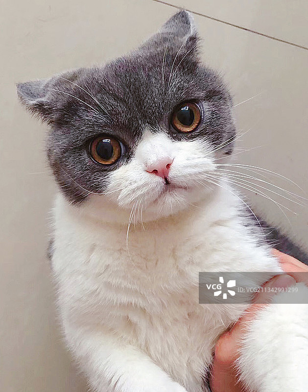 猫的特写肖像图片素材