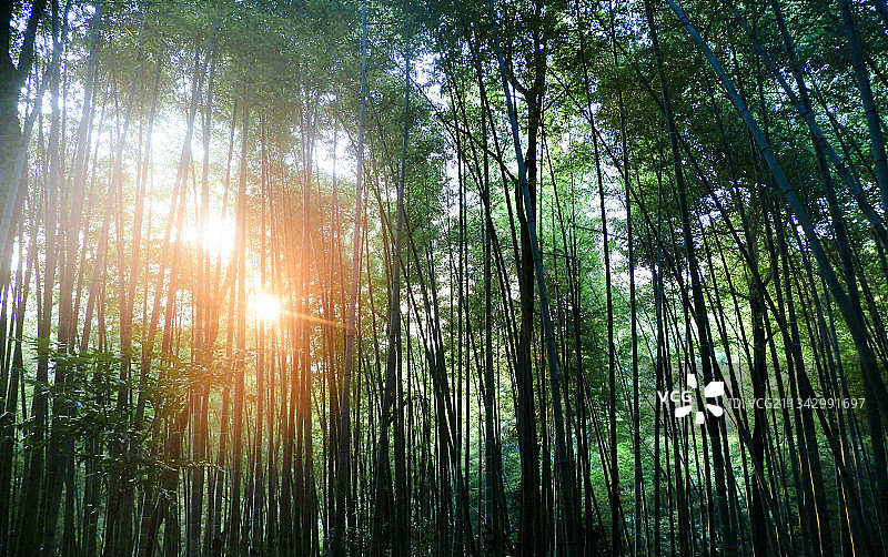 苏仙岭竹林图片素材