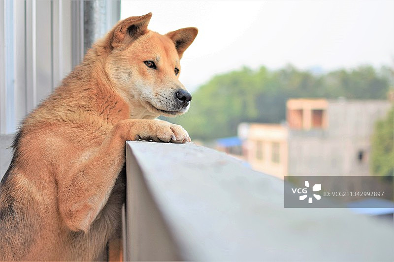 乖巧的中华田园犬在等待主人回家图片素材
