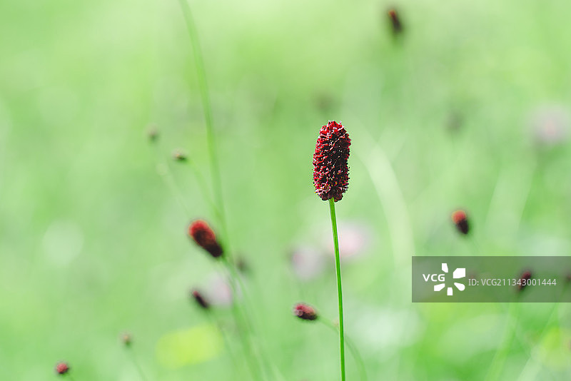 红色开花植物在野外的特写镜头（地榆）图片素材