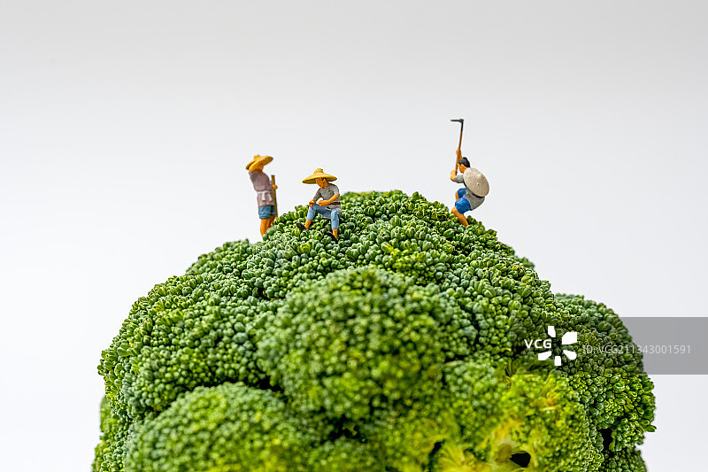 微缩摄影西兰花上面耕作的小人图片素材