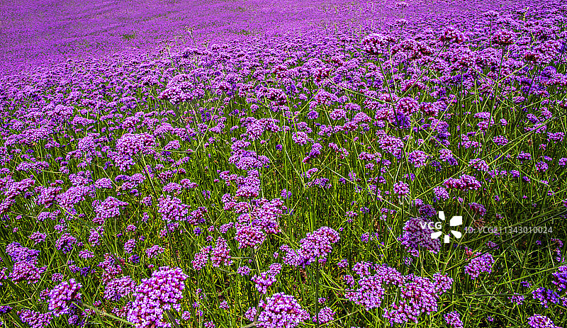 紫色的花海（荆门市圣经花谷马鞭草）图片素材