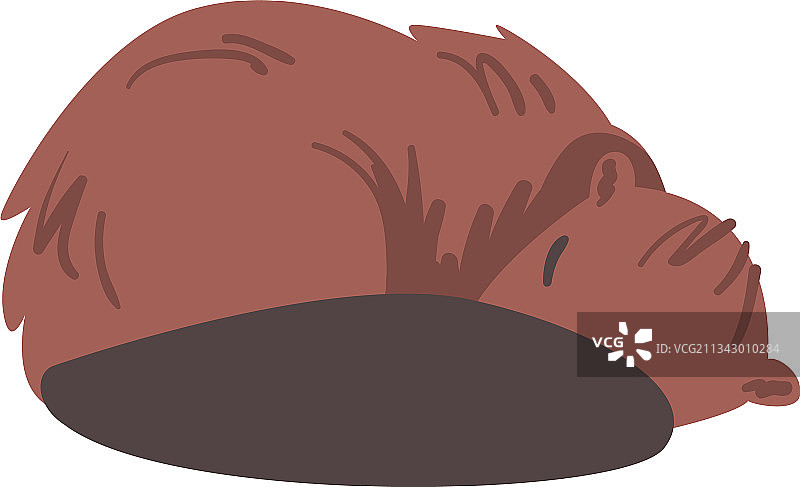 棕色野生啮齿动物睡 Beaver图片素材