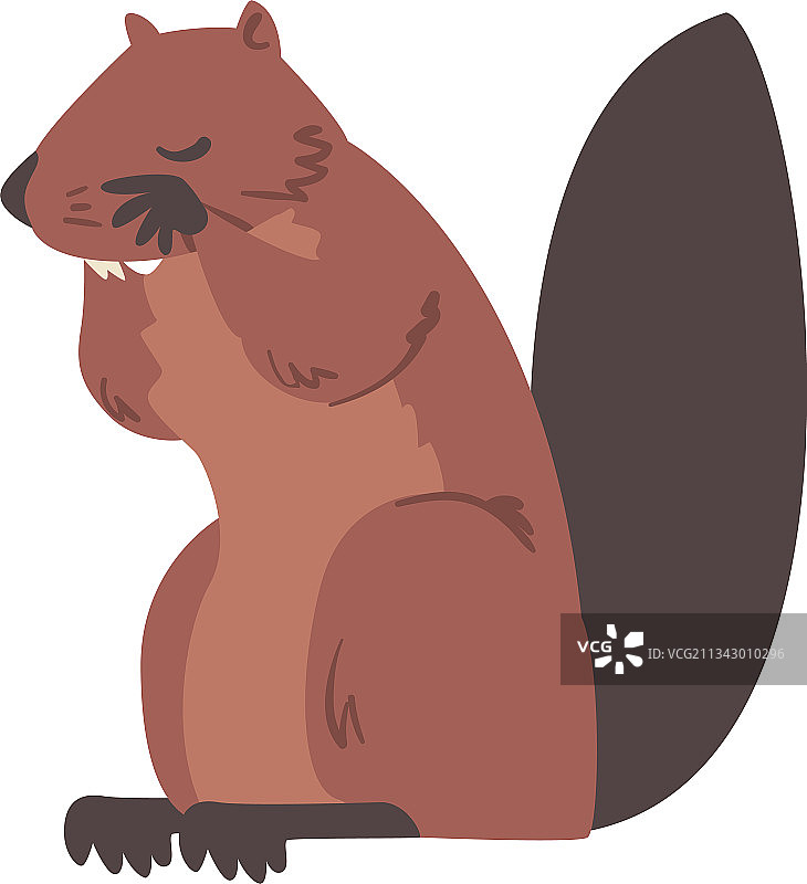 可爱棕色海狸野生啮齿动物卡通图片素材