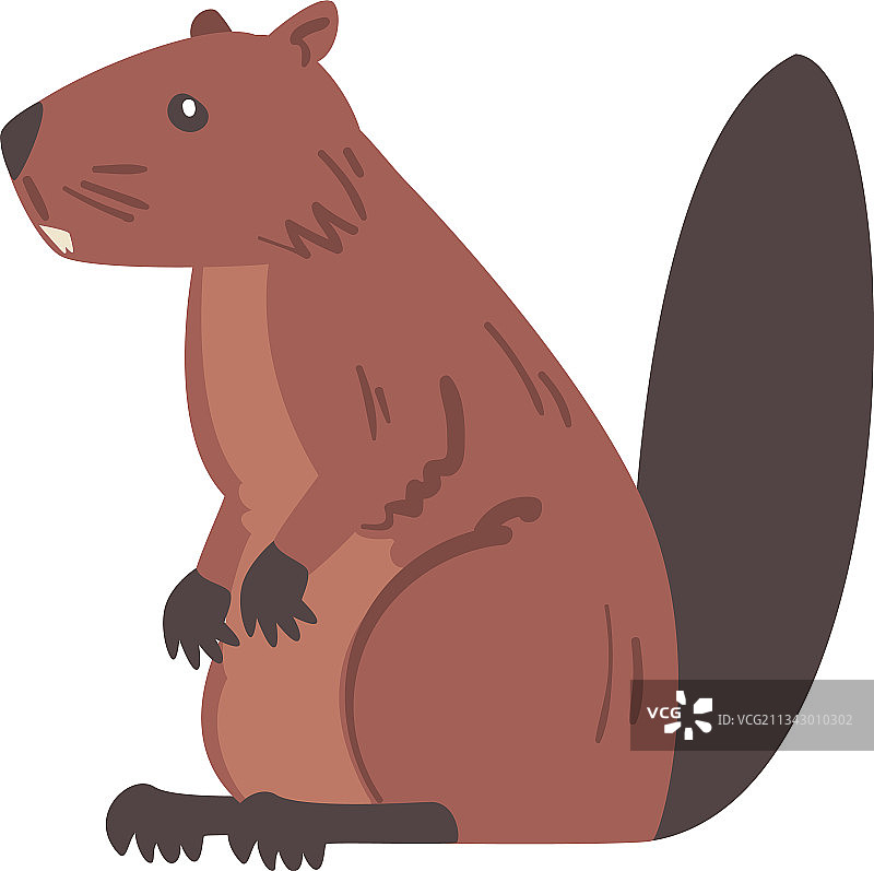 侧视图：棕色海狸野生啮齿动物图片素材