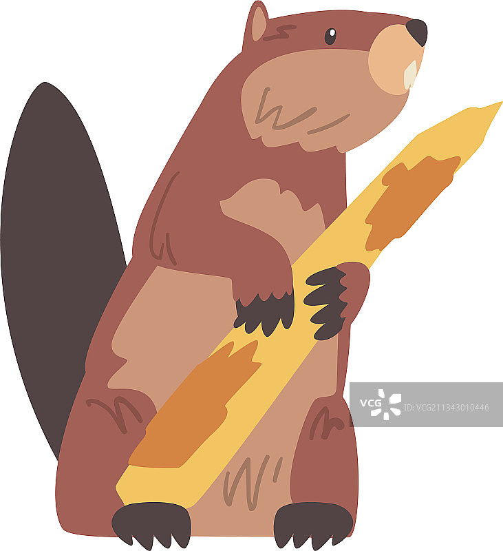 可爱的海狸啃咬树枝图片素材