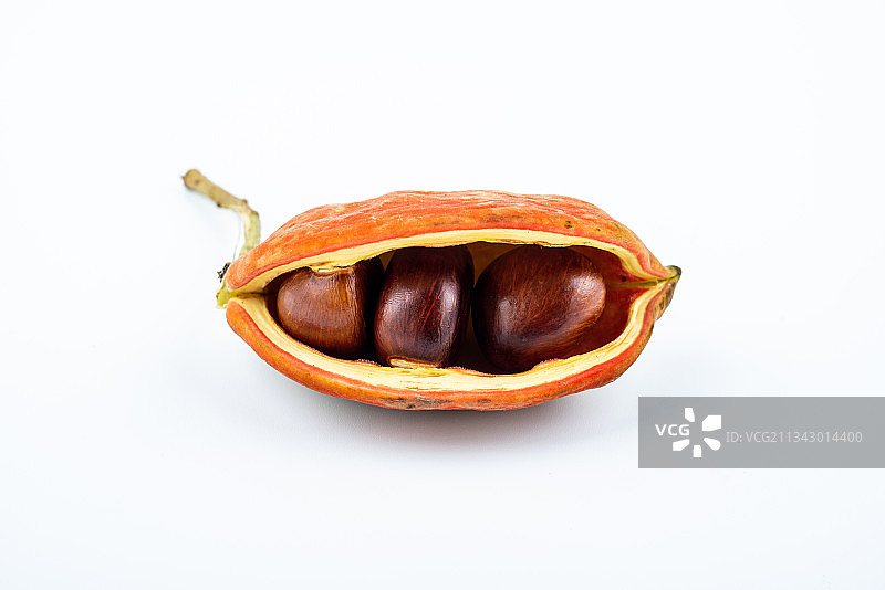 白背景上的新鲜苹婆果图片素材