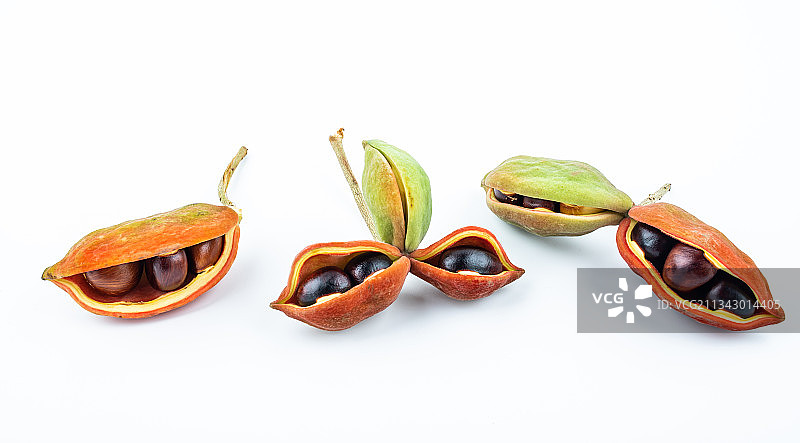 白背景上的新鲜苹婆果图片素材