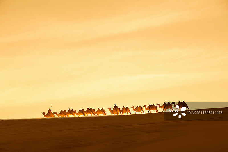 驼队暮归图片素材
