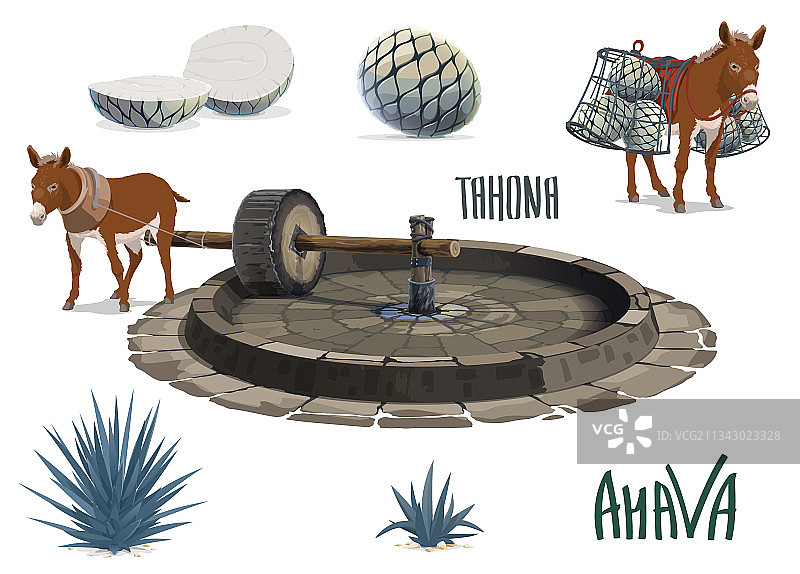 龙舌兰汁提取工具的龙舌兰生产图片素材