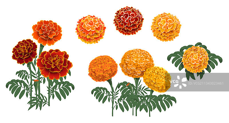 盛开的橙红色万寿菊图片素材