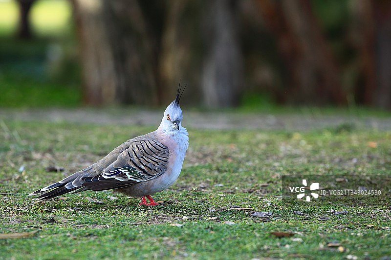凤头鸠 鸟图片素材