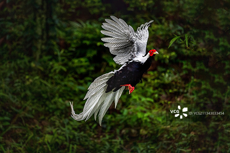 白鹇拍摄于福建省三明图片素材