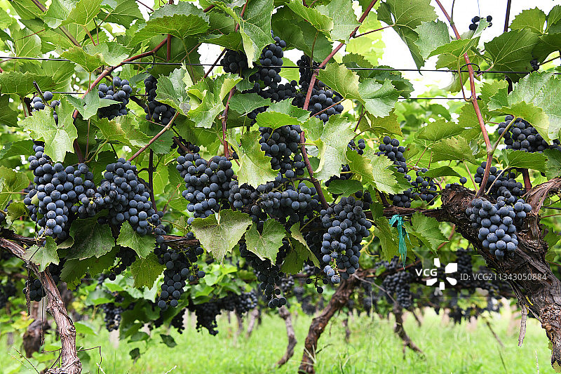 山东枣庄山亭区汉诺葡萄庄园内紫色的酿酒葡萄挂满枝头图片素材