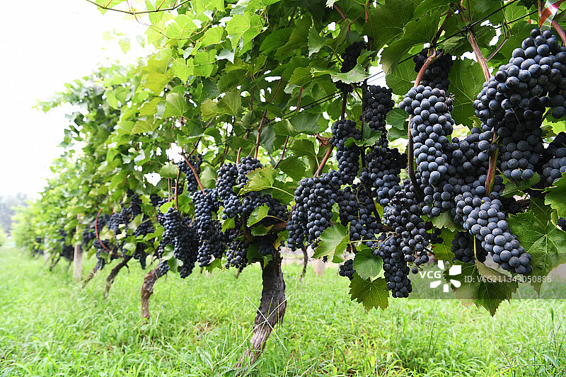 山东枣庄山亭区汉诺葡萄庄园内紫色的酿酒葡萄挂满枝头图片素材
