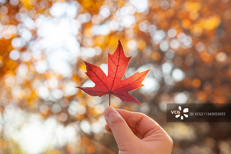 手持秋天的红色枫叶图片素材