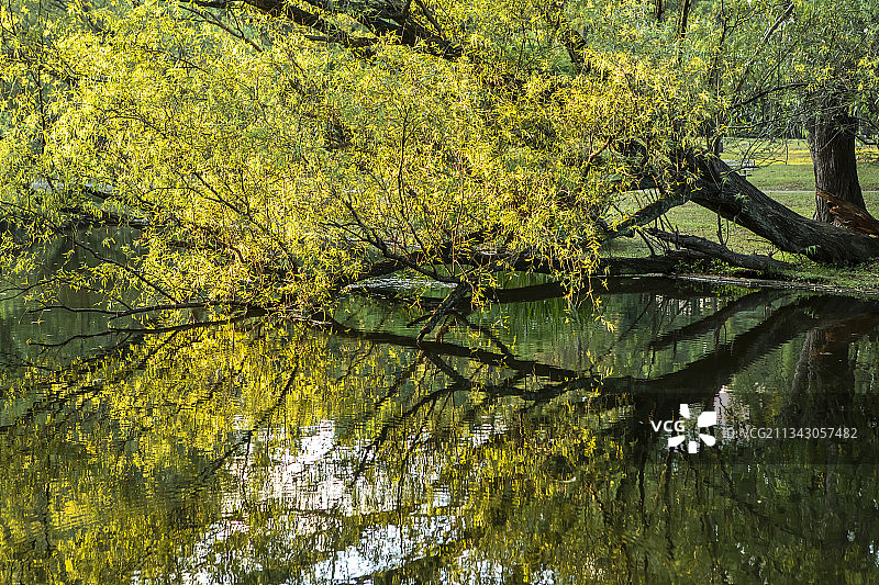 湖边的柳树（日落时阳光照的树叶透亮）图片素材