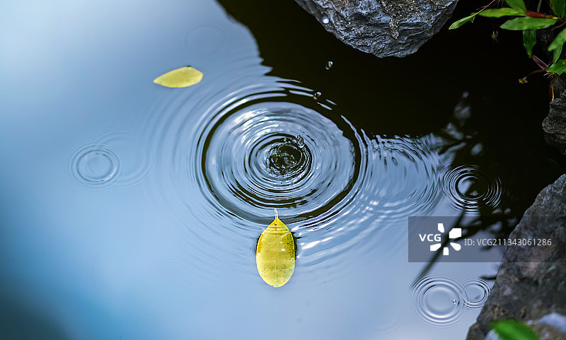 池塘里的落叶，涟漪黄叶图片素材