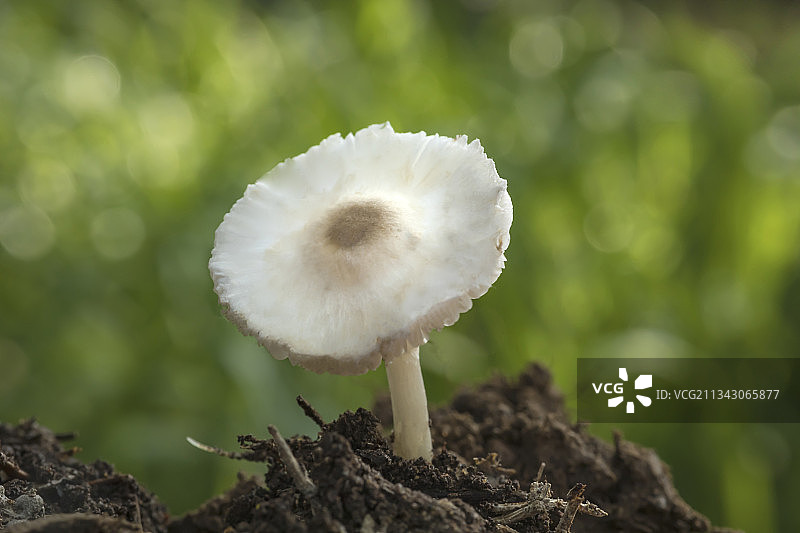 在树林的草地上，破土而出的野生白蘑菇。图片素材