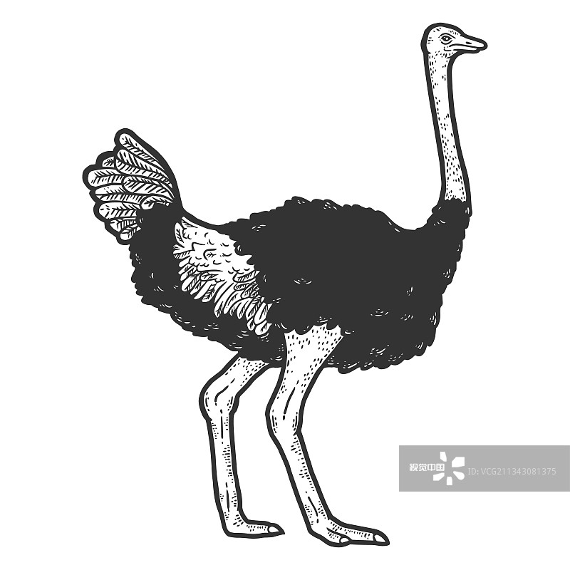 彩色鸵鸟素描图片素材