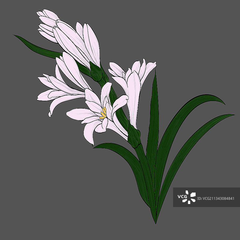 晚香玉药用香水植物图片图片素材