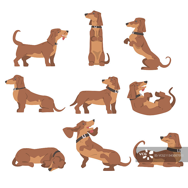 短腿长身腊肠犬图片素材