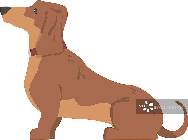 短腿长身腊肠犬图片素材