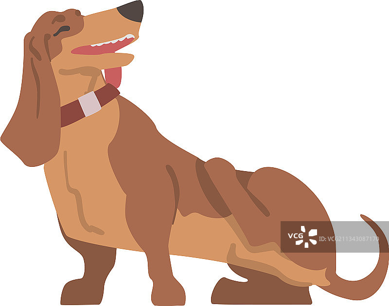 短腿长身腊肠犬图片素材