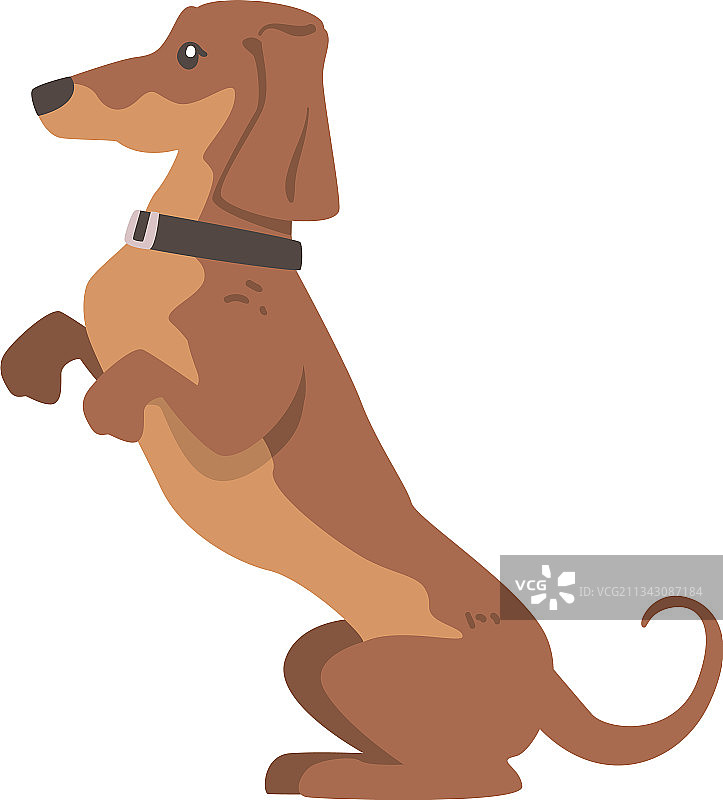 短腿长身腊肠犬图片素材