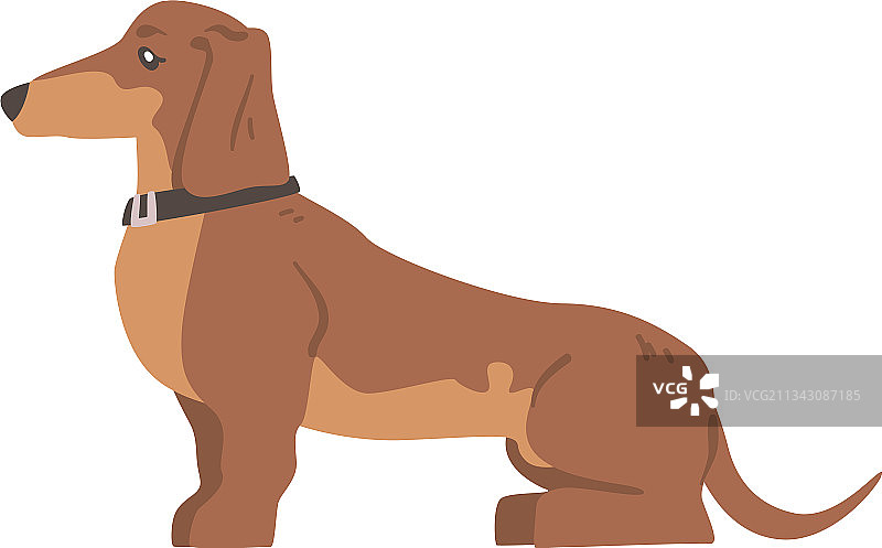 短腿长身腊肠犬图片素材