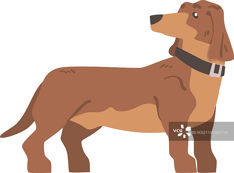 短腿长身腊肠犬图片素材