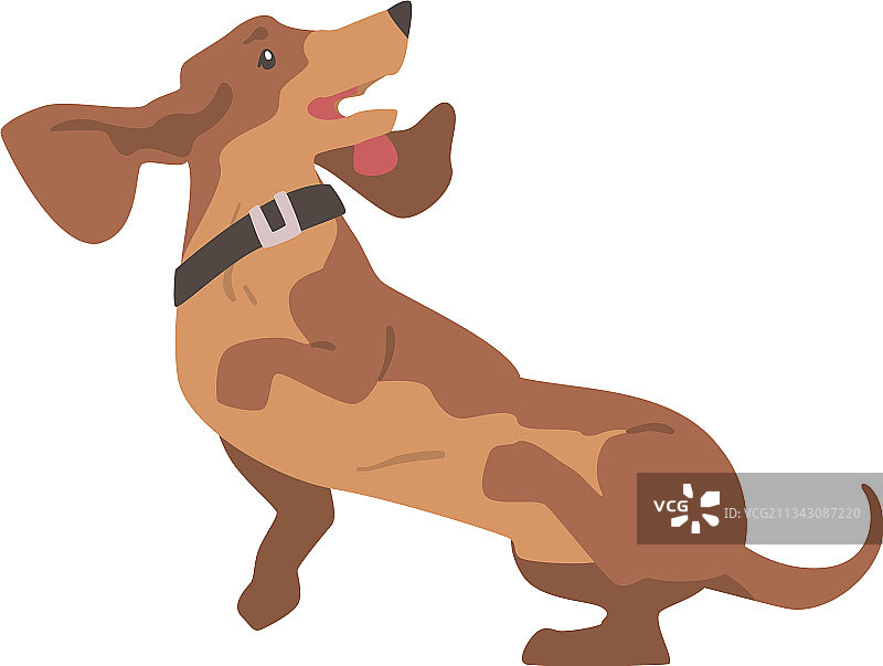 短腿长身腊肠犬图片素材