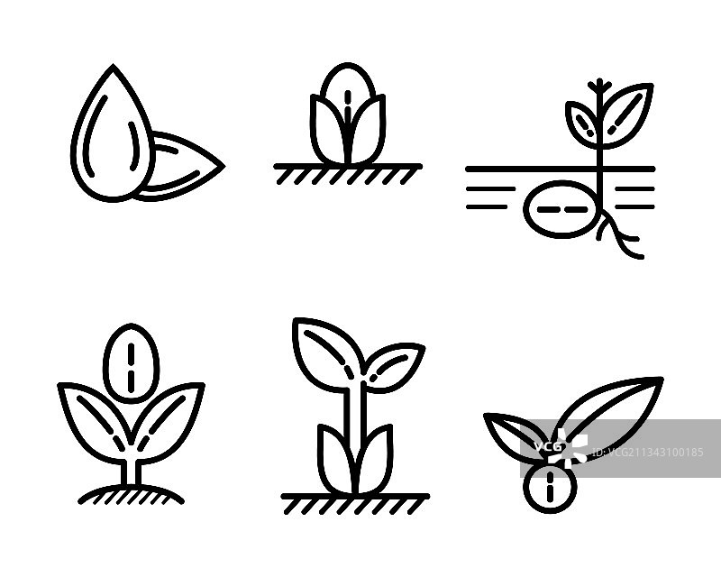 新植物和树木种子图标集图片素材