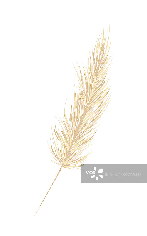 白色背景上的潘帕斯草米色枝条图片素材