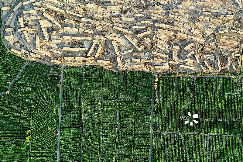 新疆火焰山下葡萄园与晾房成景观图片素材