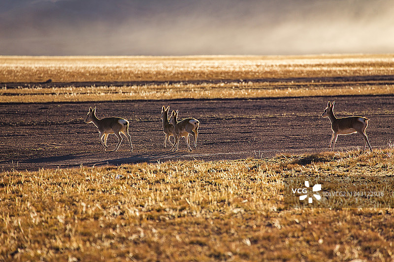 西藏的生灵们--藏黄羚图片素材