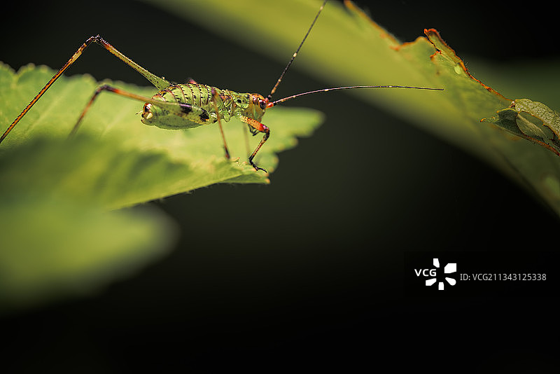 蝈蝈娃图片素材