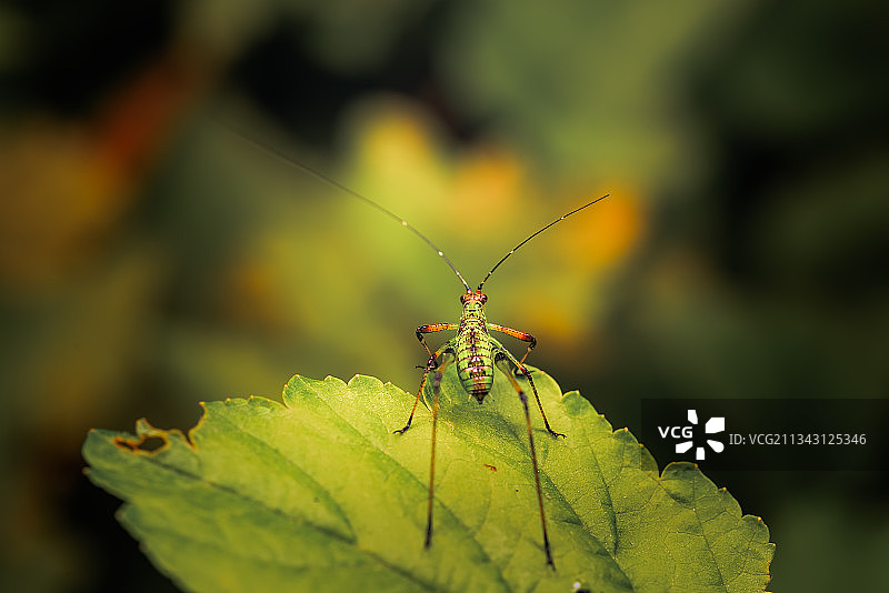 蝈蝈娃图片素材