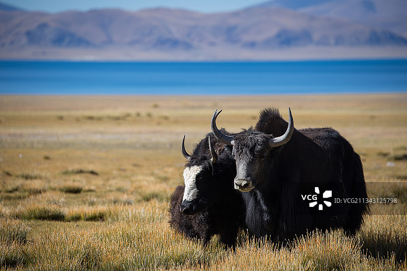 西藏的动物图片素材